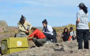 La historia de Pacha y Taba, los cóndores liberados en el Parque Nacional Quebrada del Condorito