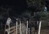 Barrio Colinas: rescatan a dos caballos maltratados y hallan a otro muerto en un allanamiento