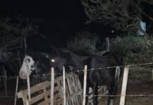 Barrio Colinas: rescatan a dos caballos maltratados y hallan a otro muerto en un allanamiento