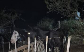 Barrio Colinas: rescatan a dos caballos maltratados y hallan a otro muerto en un allanamiento