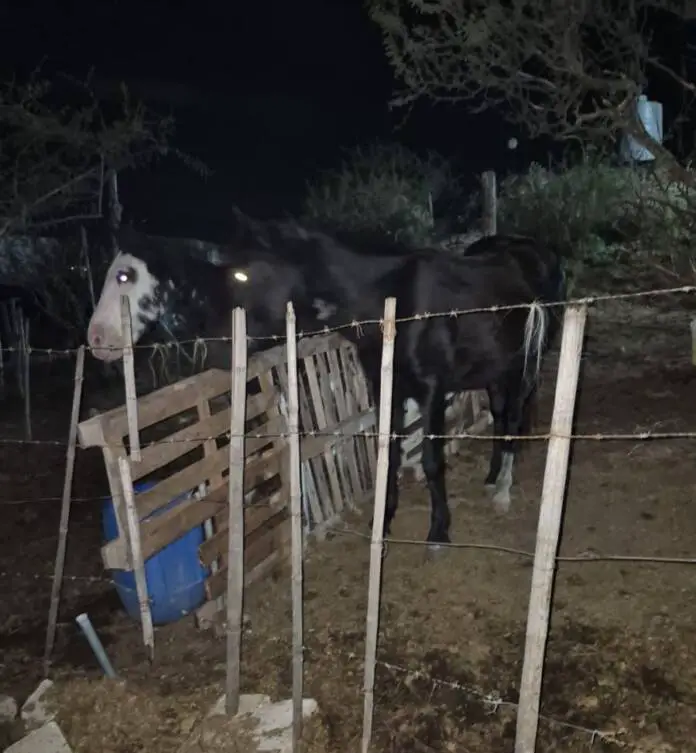 Se lograron rescatar a dos caballos