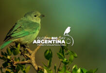 Cómo se podrá vivir el Global Big Day 2026 en Carlos Paz