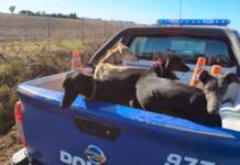Córdoba: cazaban con 10 perros galgos en un campo y terminaron detenidos