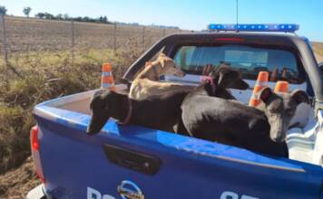 Córdoba: cazaban con 10 perros galgos en un campo y terminaron detenidos