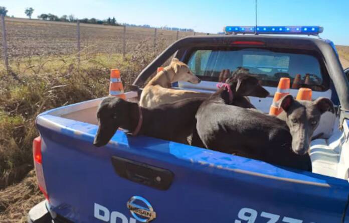 galgos