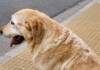 Final feliz: hallaron a un perro lazarillo perdido en la ciudad de Córdoba