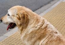 Final feliz: hallaron a un perro lazarillo perdido en la ciudad de Córdoba