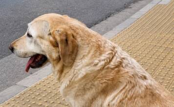 Final feliz: hallaron a un perro lazarillo perdido en la ciudad de Córdoba