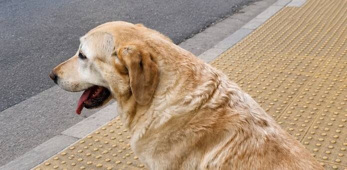 perro lazarillo