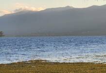De qué especie son las plantas flotantes que aparecieron en las costas del lago San Roque