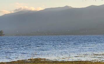De qué especie son las plantas flotantes que aparecieron en las costas del lago San Roque