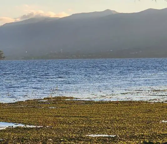 De qué especie son las plantas flotantes que aparecieron en las costas del lago San Roque