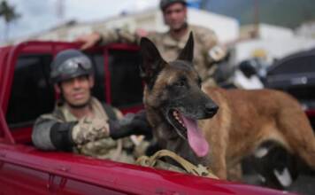 Bart, un perro rescatista argentino, salvó a dos niños de los escombros en Venezuela