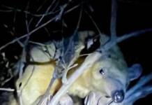 Rescatan a un oso melero que se subió a un árbol