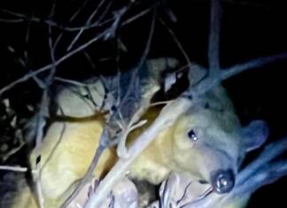 Rescatan a un oso melero que se subió a un árbol