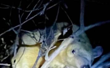 Rescatan a un oso melero que se subió a un árbol