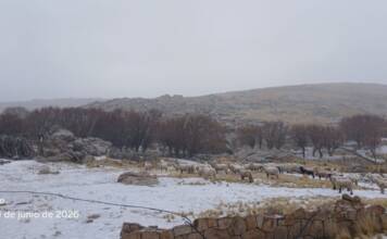 Llegaron los primeros copos de nieve: la Pampa de Achala comienza a teñirse blanco