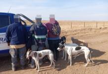 Córdoba tras los cazadores furtivos: 15 detenidos y 33 perros resguardados durante este fin de semana