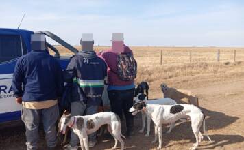 Córdoba tras los cazadores furtivos: 15 detenidos y 33 perros resguardados durante este fin de semana