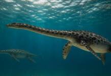 Hallaron el cráneo casi completo de un reptil marino que habitó la Patagonia hace 66 millones de años