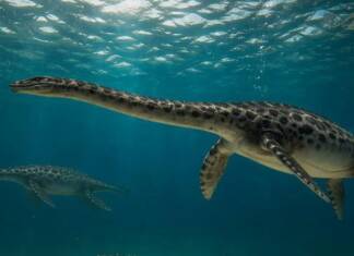Hallaron el cráneo casi completo de un reptil marino que habitó la Patagonia hace 66 millones de años