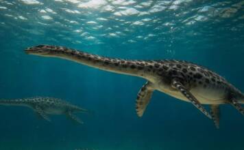 Hallaron el cráneo casi completo de un reptil marino que habitó la Patagonia hace 66 millones de años