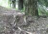 Ternura en libertad: crías de gato montés recién nacidas juegan para las cámaras de la Quebrada del Condorito