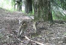 Ternura en libertad: crías de gato montés recién nacidas juegan para las cámaras de la Quebrada del Condorito