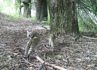 Ternura en libertad: crías de gato montés recién nacidas juegan para las cámaras de la Quebrada del Condorito