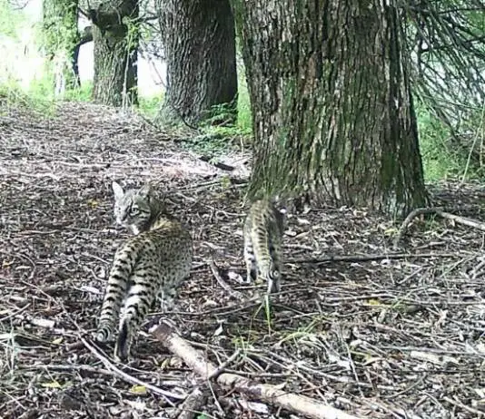 Ternura en libertad: crías de gato montés recién nacidas juegan para las cámaras de la Quebrada del Condorito