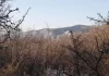Bomberos combaten un voraz incendio forestal en Casa Grande