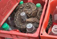 ¿Zero, Light o sabor original?: Rescataron una lampalagua que apareció en los cajones de una embotelladora cordobesa