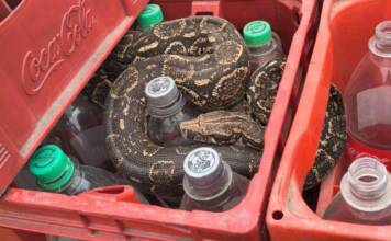 ¿Zero, Light o sabor original?: Rescataron una lampalagua que apareció en los cajones de una embotelladora cordobesa