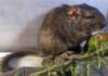 Descubren una nueva especie de mamífero en Traslasierra