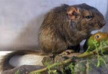 Descubren una nueva especie de mamífero en Traslasierra