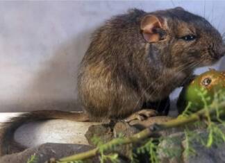 Descubren una nueva especie de mamífero en Traslasierra