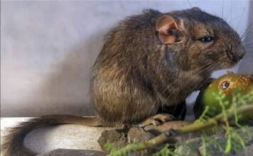 Descubren una nueva especie de mamífero en Traslasierra