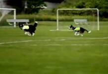 Dos perros, las figuras del Mundial: qué trabajo realizan Ben y Sally