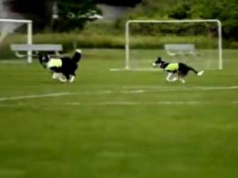 Dos perros, las figuras del Mundial: qué trabajo realizan Ben y Sally