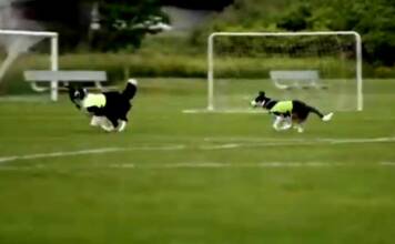Dos perros, las figuras del Mundial: qué trabajo realizan Ben y Sally