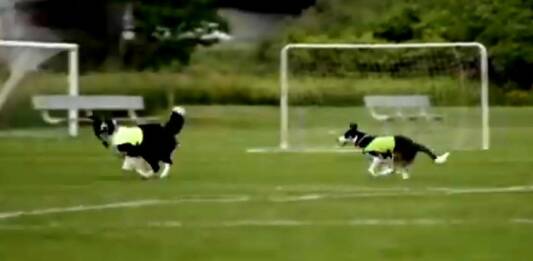 Dos perros, las figuras del Mundial: qué trabajo realizan Ben y Sally