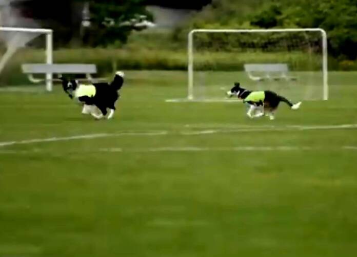 Dos perros, las figuras del Mundial: qué trabajo realizan Ben y Sally
