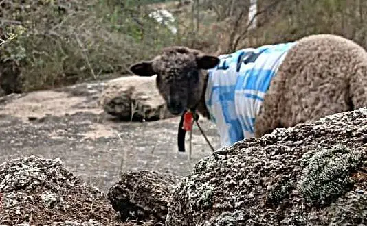 Una familia de Tanti busca a la ovejita Bujía, la mascota más linda del mundo que se llevaron en una moto