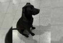 La insólita aventura de «Diosito»: se escapó de su casa en Arroyito, se subió a un colectivo y apareció en Córdoba