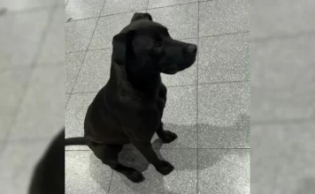 La insólita aventura de «Diosito»: se escapó de su casa en Arroyito, se subió a un colectivo y apareció en Córdoba